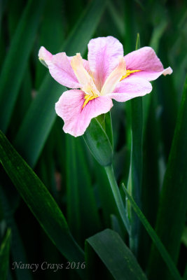 Louisiana Iris (DSC5273)