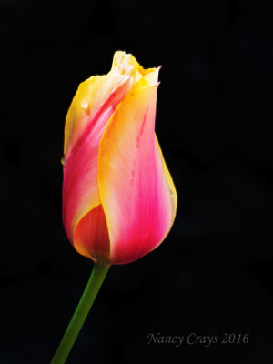 Multi-Colored Tulip (4238968)