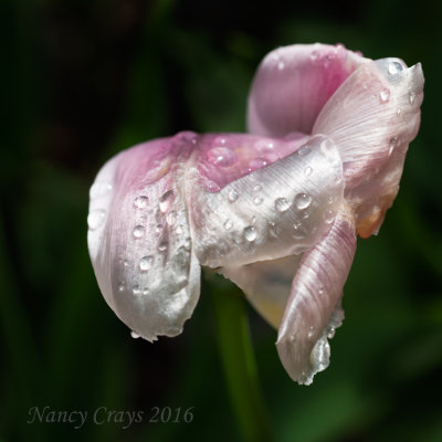 Wilted Tulip Drooping After the Rain (4238966)
