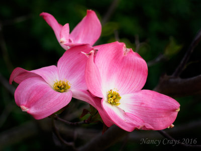 Pink Dogwood Blossoms (4218902)