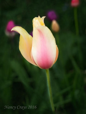 Another Tulip (4238963)