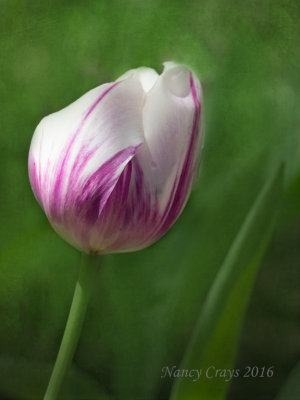 Tulip (4238954)