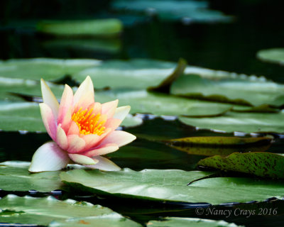 Water Lily at Longwood Gardens (DSC5701)