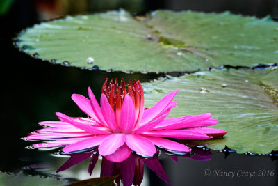Water Lily at Longwood Gardens (DSC5706)