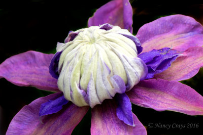 Another Fancy Clematis in Longwood Gardens (DSC5803 )