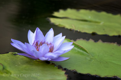 Water Lily in Longwood Gardens DSC5820