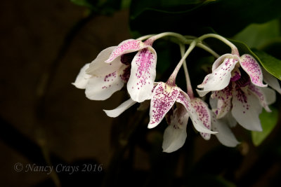 Orchid in Longwood Gardens (DSC5861)