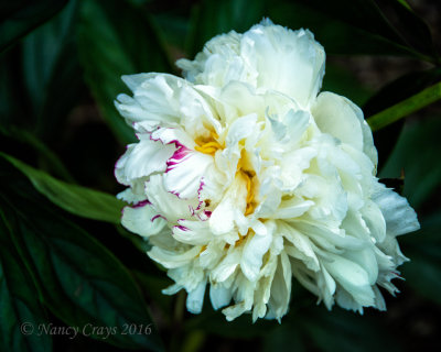 Peony in Winterthur Garden in Delaware DSC5648