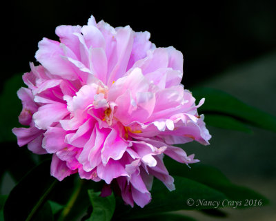 Peony in Winterthur Garden, Delaware DSC5653