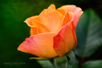 Rose in the International Rose Test Garden in Portland, Oregon DSC6980