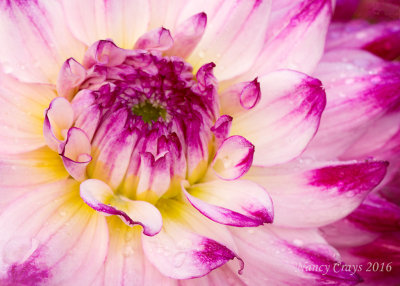 Another Dahlia at Swan Island in Canby, Oregon DSC7068