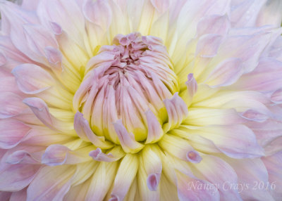 Dahlia on Swan Island, Canby, Oregon DSC7106