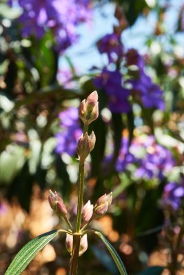 DSC00684a_rs.jpg