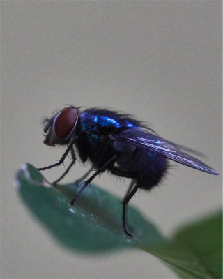 DSC00939a_crop_rs.jpg