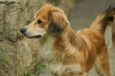 Dogs A99II with Sigma 500mm/7.2