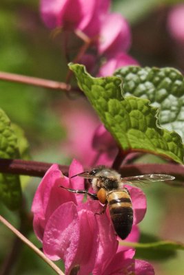 DSC01330a_crop_rs.jpg