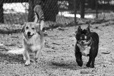 DSC02137a_bw_rs.jpg