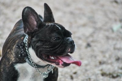 DSC02715a_crop_rs.jpg