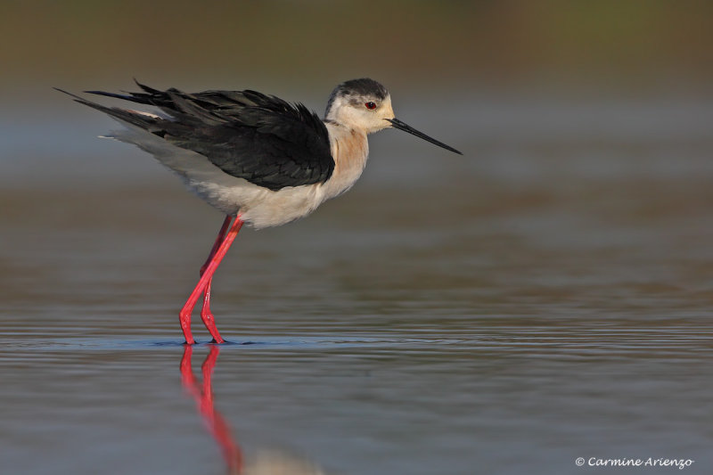 Black-winged Stilt - Himantopus himantopus