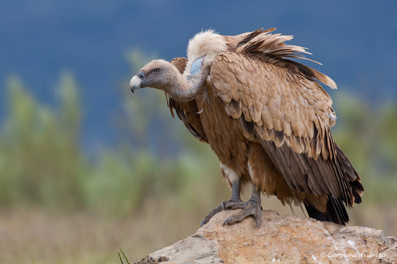 Griffon Vulture (Gyps Fulvus)