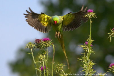 ROSE-RINGED PARAKEET ( PSITTACULA KRAMERI ) by Carmine Arienzo