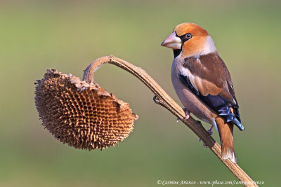 Frosone - Hawfinch (Coccothraustes coccotraustes)