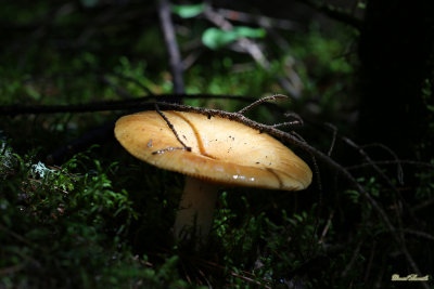 Parc national de la Mauricie