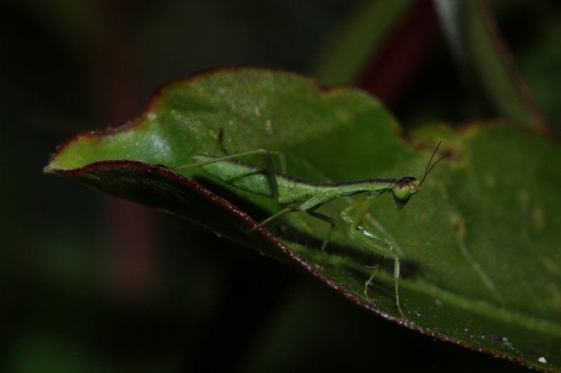Little mantis