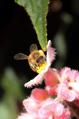 A happy bee