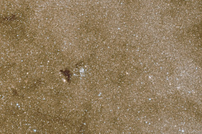 Dark gecko on starry sand