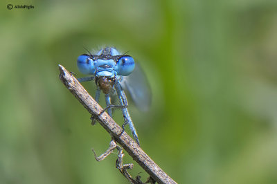 Coenagrionidae - Platycnemididae