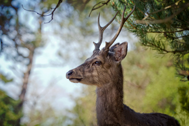 Lone stag, Arne