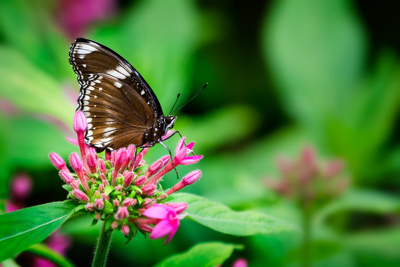 Jacintha eggfly butterfly