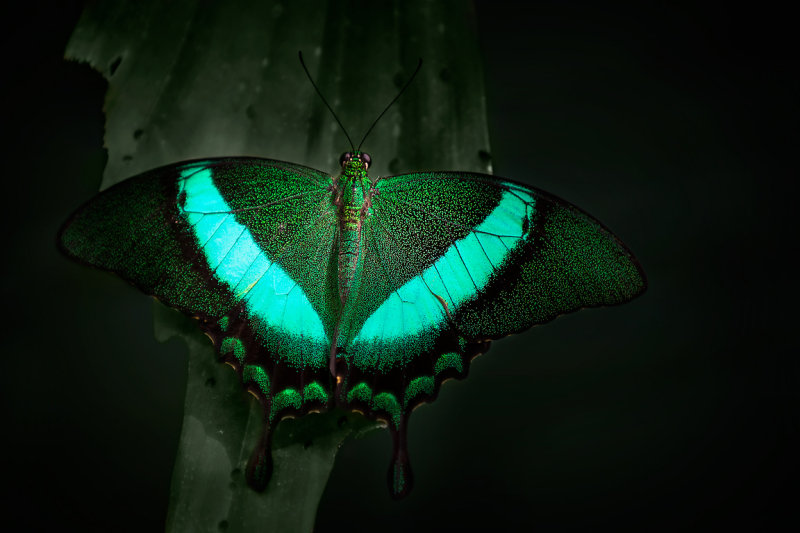 Emerald swallowtail (papilio palinurus)