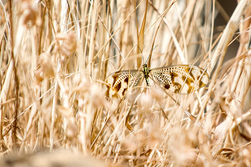 Spoonwing : Thread-winged antlion