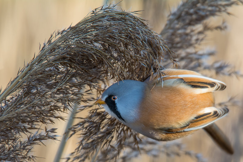Male bearded reedling, Radipole