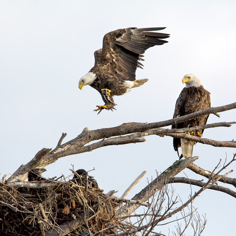 Second adult bald eagle flying in