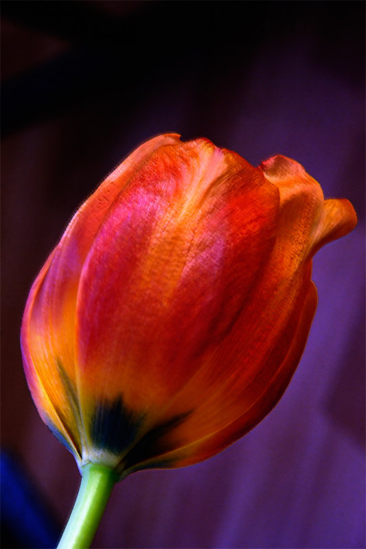 Dying tulip (2383)
