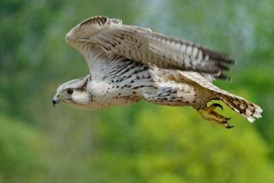 Gyr falcon fly-past!