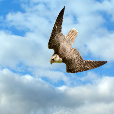 Gyr falcon stoop