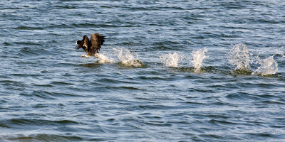 Coot in a rush!