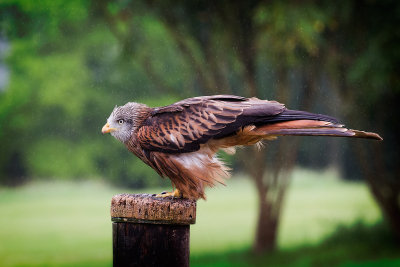 Red kite about to fly