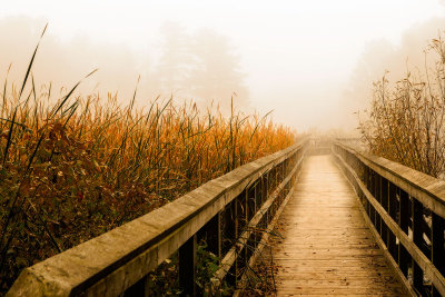 Misty reeds and boardwalk, Dorchester