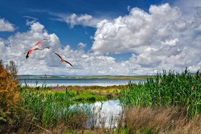 Flamingoes, Laguna de Fuente de Piedra