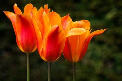'Triple crown' ~ tulips, Knightshayes (3004)