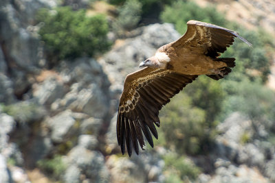 Griffon vulture gliding, Monfrague