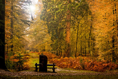 Autumn in the New Forest