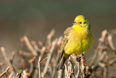 Male yellowhammer