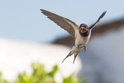 Swallow in mid-air!
