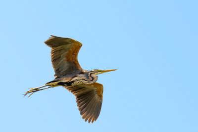 Purple heron, Arrocampo Reservoir